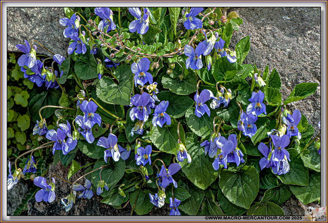 Violettes